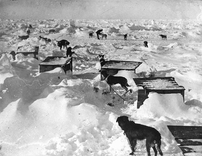 Собаки на льдине.