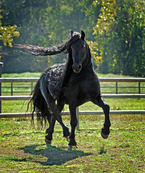 Супер-фотогеничный конь.