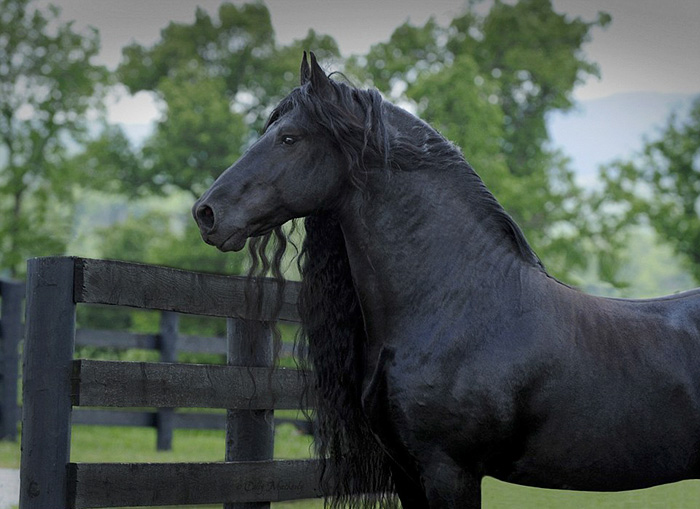 Самая красивая лошадь в мире.