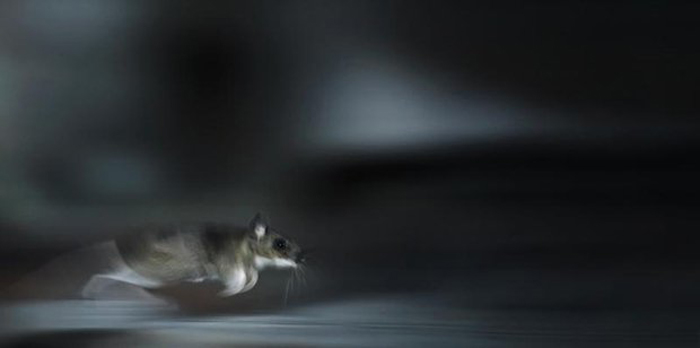 Бегущая мышь. Автор фото: Kai Fagerstr&#246;m.