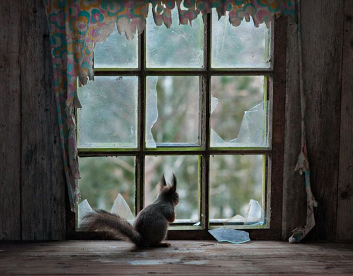Белка у окна.  Автор фото: Kai Fagerstr&#246;m.