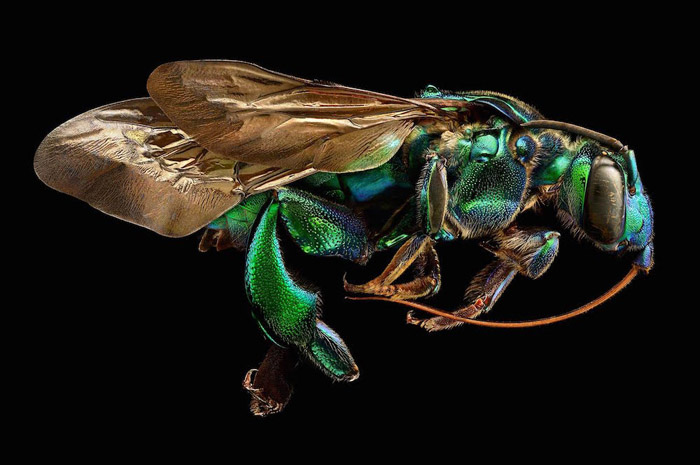 Суперчеткие фотографии насекомых от Левона Бисса.