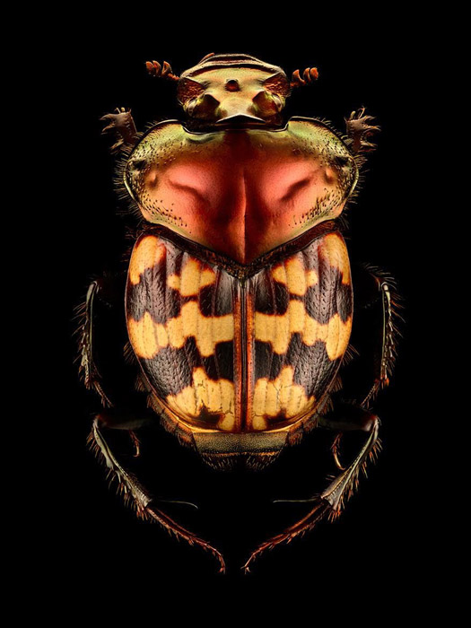 Финальный снимок каждого насекомого состоит из 8-10 тысяч отдельных снимков.