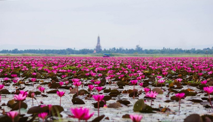 Озеро, покрытое розовыми цветами лотоса.
