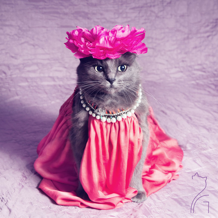 Принцесса в розовом - кошка Пицуш.