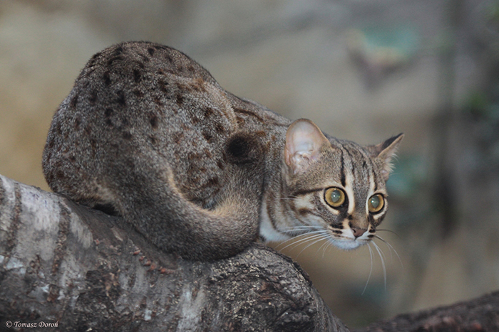 Ржавые кошки выглядят, как миниатюрная копия бенгальской кошки.