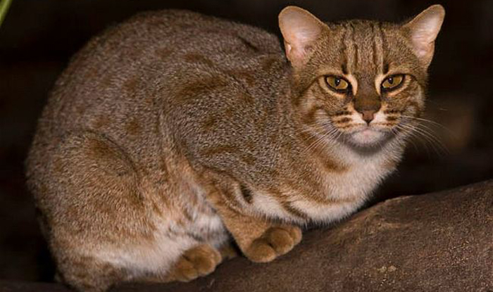 Ржавая кошка водится на юге Индии и на острове Цейлон.