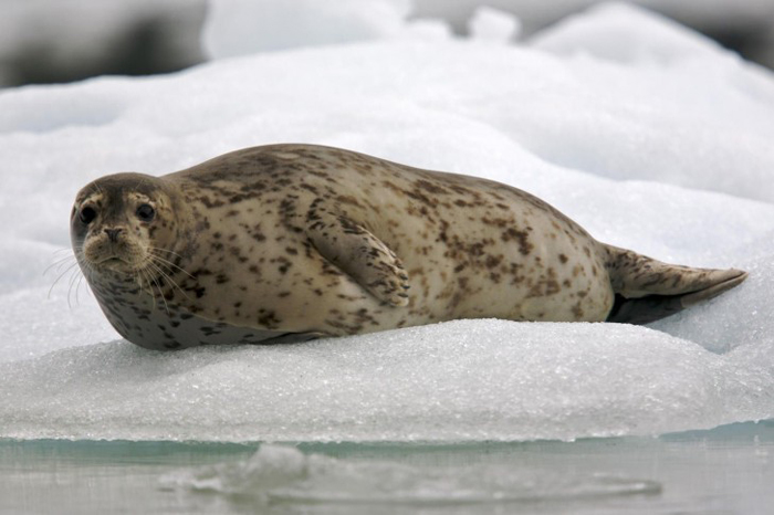 Взрослый тюлень на льду.