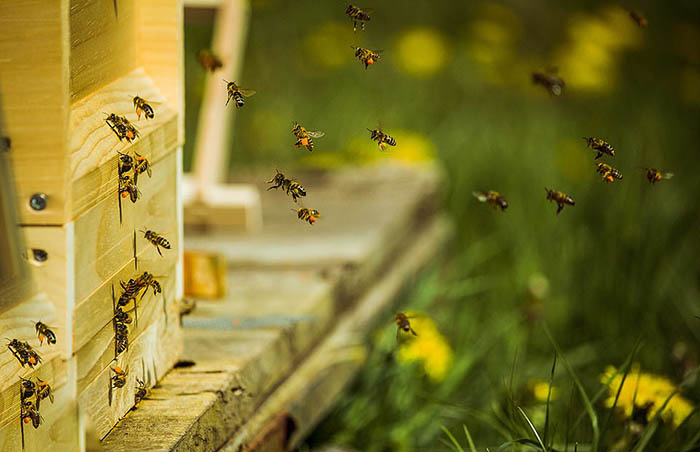 Фотограф Миао Ю сфотографировал пчел, возвращающихся домой, Германия. Фотограф признался, что во время съемки одна из пчел ужалила его.