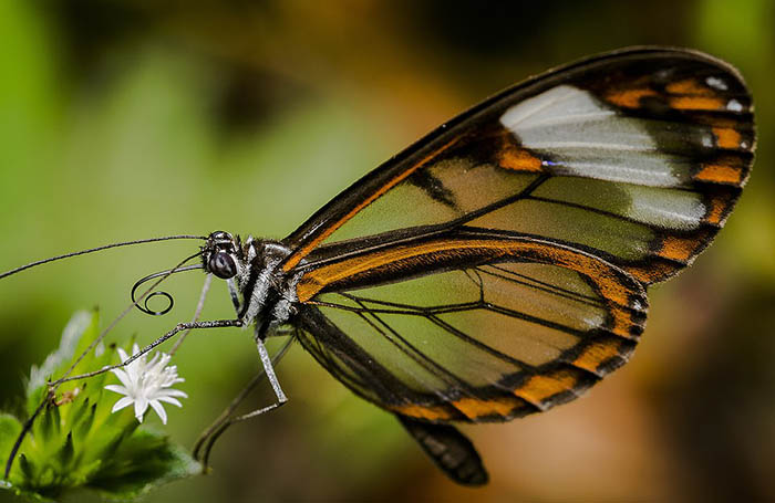 Бабочку с прозрачными крыльями сфотографировал Фреди Прада Букараманга из Колумбии.