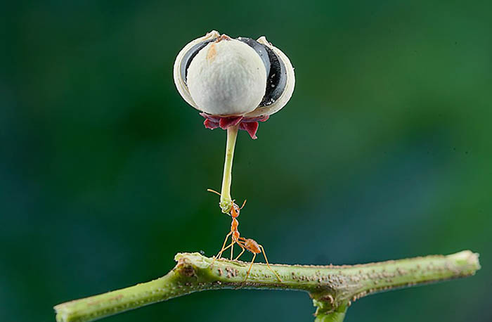 Муравей из Джакарты, Индонезия, несет цветок, намного крупнее самого муравья.