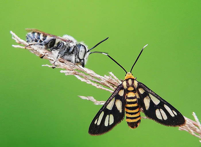 Пчела и бабочка сидят на одной ветке. Индонезия.