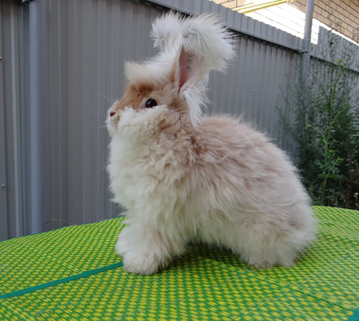 Ангорские кролики бывают разной расцветки.