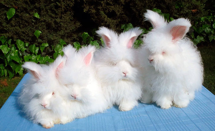 Ангорские кролики.