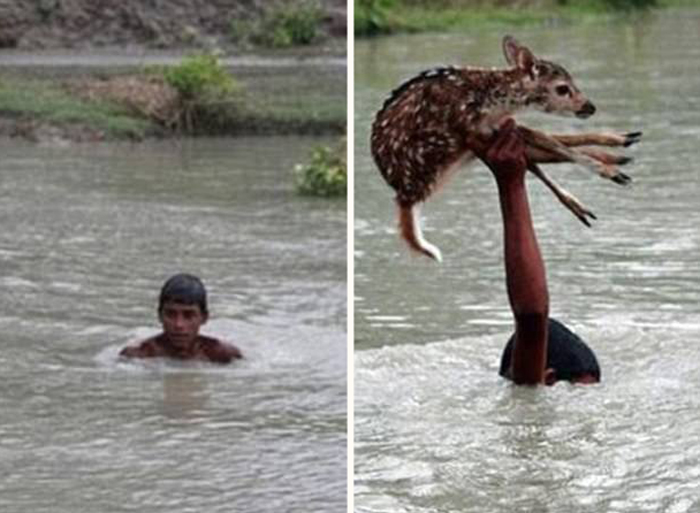 Мальчик бесстрашно прыгнул в бурную реку в Ноахали, Бангладеш, чтобы спасти тонущего олененка. Парнишке удалось вытащить малыша на сушу, где тот присоединился к своей семье. 