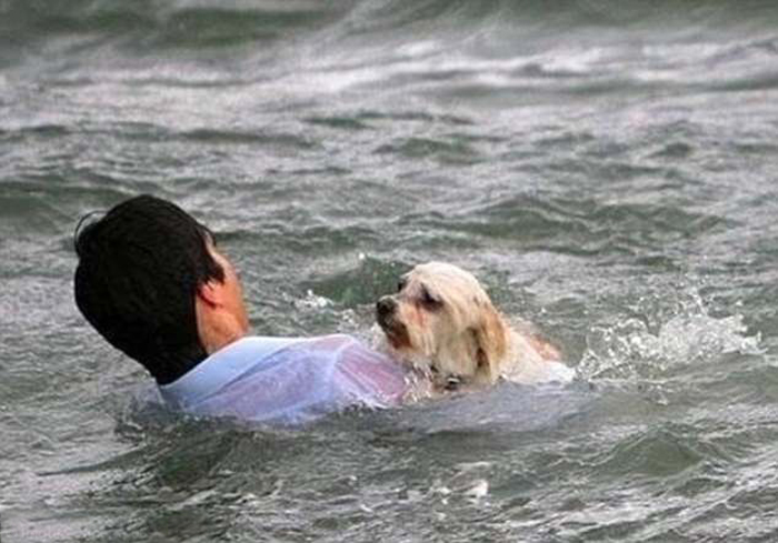 Маленькую собачку сдуло сильным порывом ветра в море в Мельбурне, Австралия. Прохожий, не раздумывая, прыгнул вслед, чтобы спасти животное. 