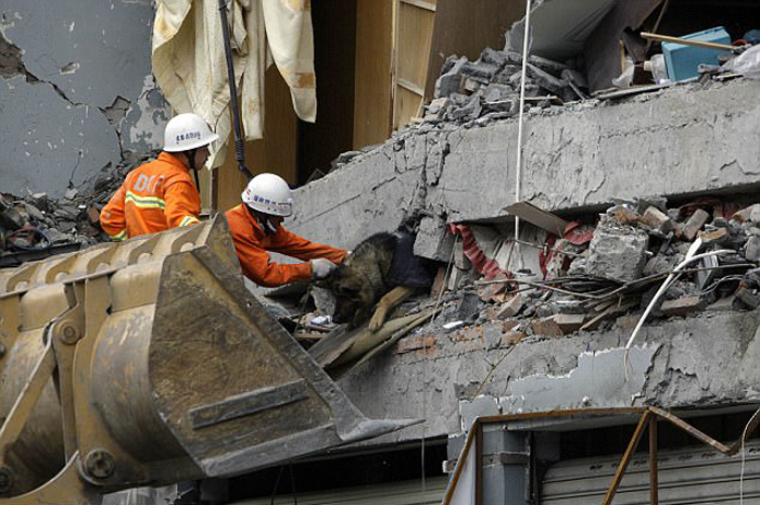 После землетрясения в китайской провинции Сычуань спасатели вытаскивают из-под завалов немецкую овчарку. 
