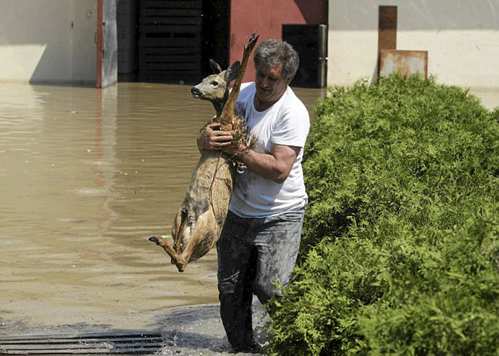 Один из жителей Польши спасает из воды олененка, испугавшегося внезапного наводнения.