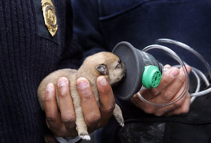 Спасательная команда из Кливленда в Огайо пытается привести в чувство крошечного щенка с помощью кислородной маски.