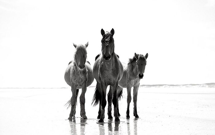 Породистые лошади острова Камберлэнд. Фото: Anouk Masson Krantz.