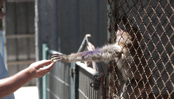 Животные в зоопарке Хан-Юнис остались без присмотра и без еды.