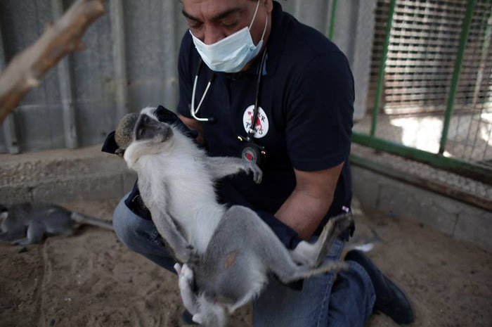 Спасатели прибыли в июне в зоопарк Хан-Юнис, чтобы привезти животным еду и предоставить им медицинское обслуживание.