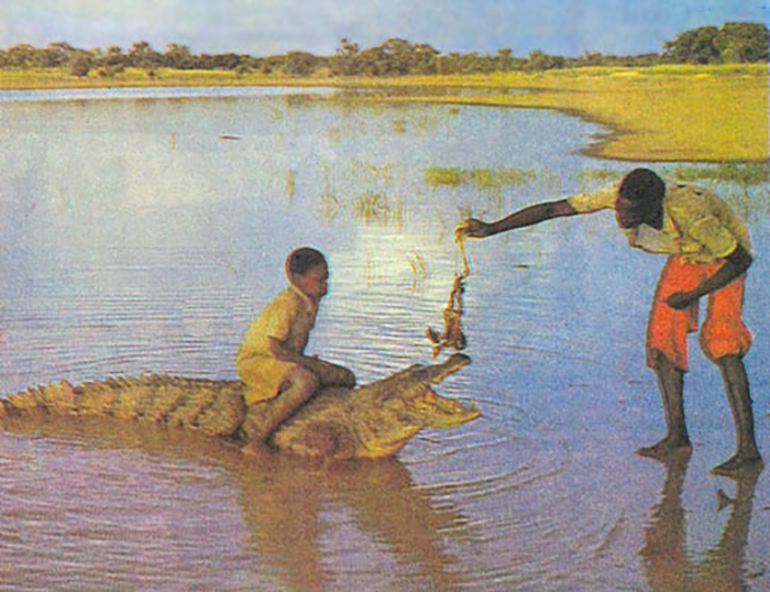 Дети оседлали крокодила - старая открытка из Базуле, Буркина-Фасо.