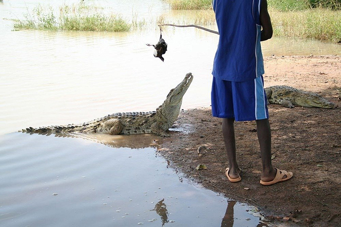 Местные жители считают своим долгом оберегать и заботиться о крокодилах.