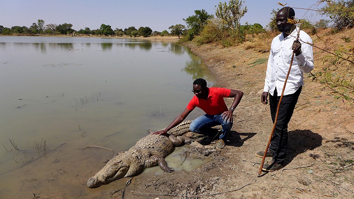 В период засухи крокодилы впадают в спячку и совсем не едят.
