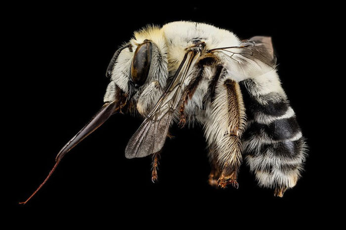 Суперчеткие снимки пчел от Геологического Центра США.