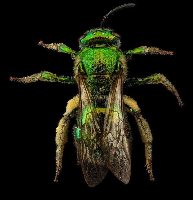 Зеленая пчела.