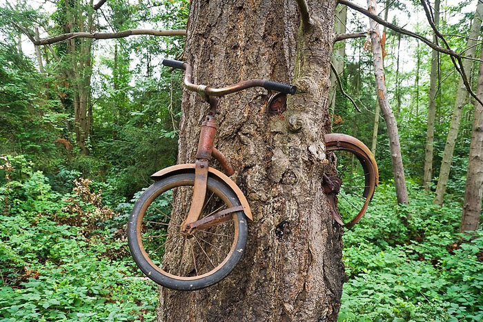 Велосипед, вросший в дерево на острове Вашон.