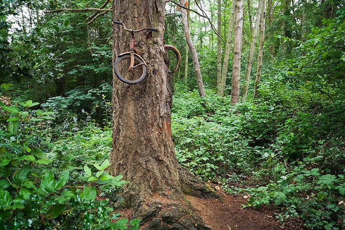 Велосипед врос в дерево на достаточно большой высоте.