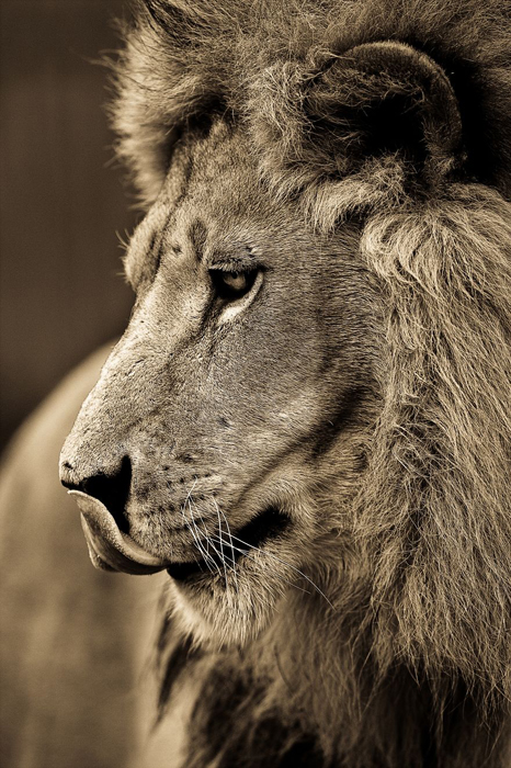 Портрет льва. Автор фото: Goran Anastasovski.