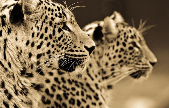 Два леопарда. Автор фото: Goran Anastasovski.