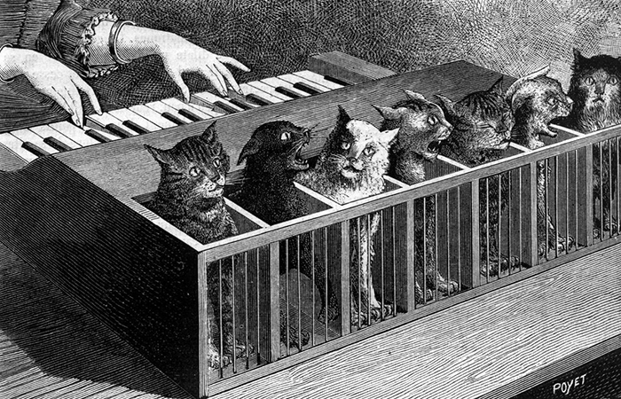 Кошачий орган.