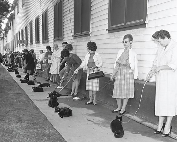 Кастинг черных котов в Лос-Анжелесе 1961 г для участия в фильме ужасов.
