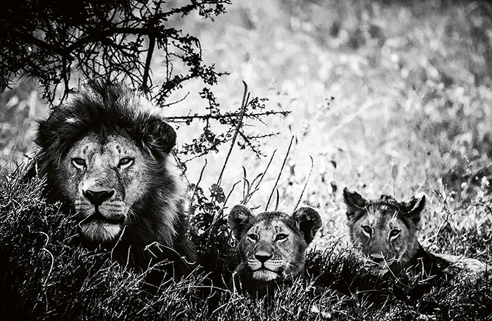Львы на фотографиях Лорана Бахо.