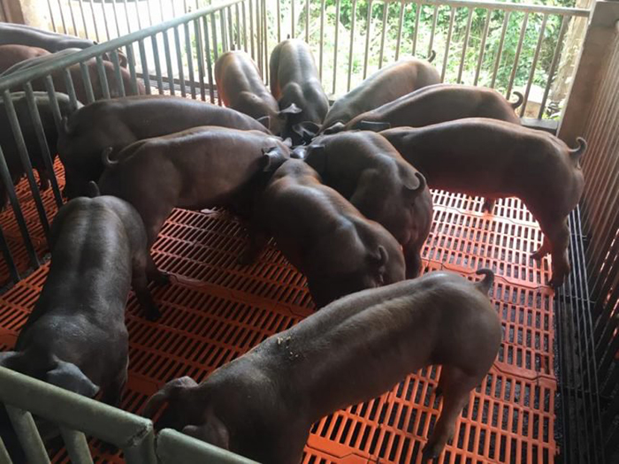 Свиньи с фермы Duroc Cambodia выглядят очень непривычно.