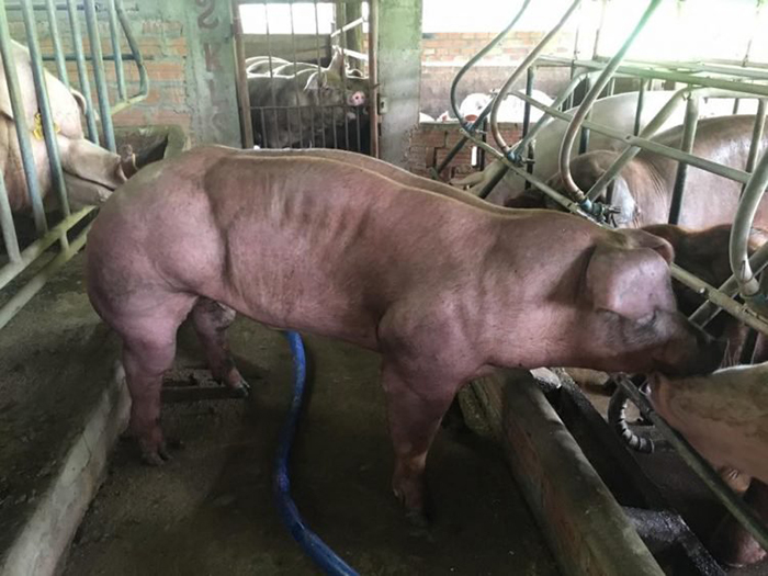 Свинья с фермы Duroc Cambodia.