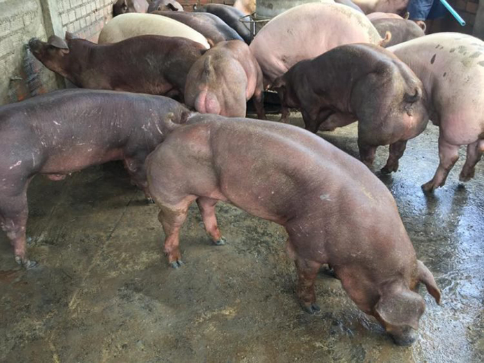Одни считают, что свинки с фермы Duroc Cambodia напичканы гормонами и стероидами, другие, что здесь применялись генные опыты.