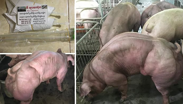 Монструозные свиньи из Камбоджи.