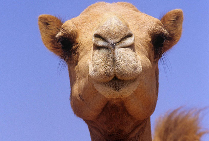 У настоящего красивого верблюда красота должна быть естественной.