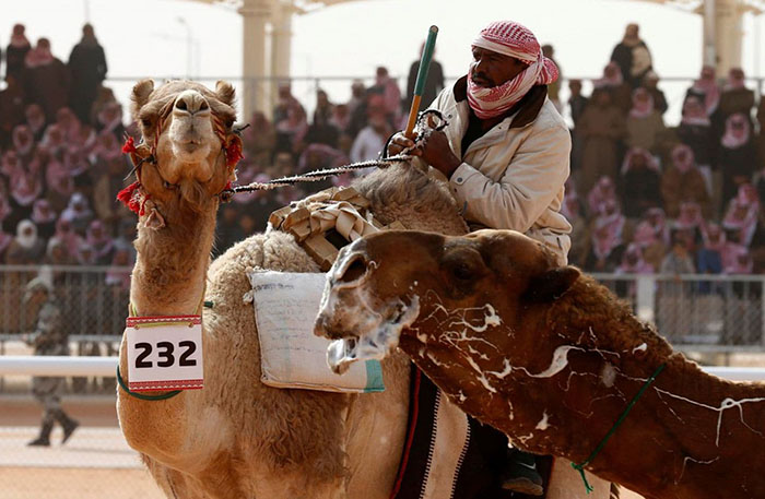 Верблюды на King Abdulaziz Camel Festival.