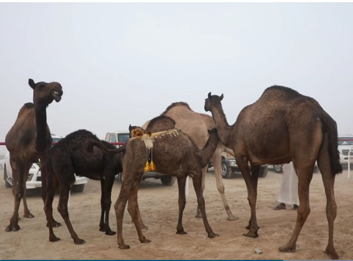  На King Abdulaziz Camel Festival собирается около 30000 верблюдов.