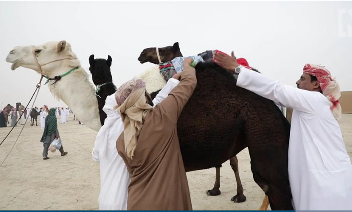 Хозяева пытаются причесать и прихорошить своего верблюда.