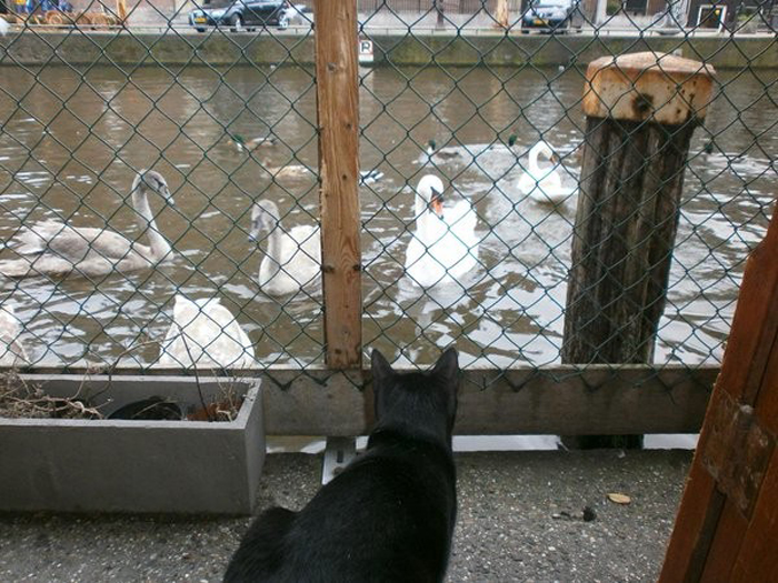 Лодка огорожена сеткой, чтобы коты не могли снова убежать и стать уличными котами.