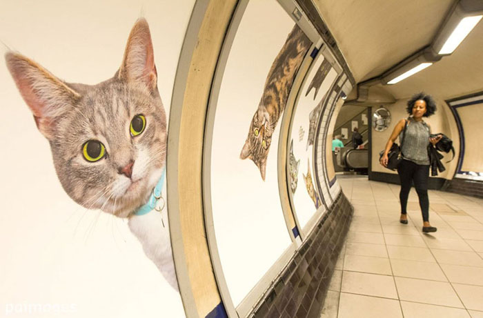 Коты в лондонском метро.