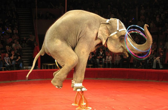Городской совет Нью-Йорка подписал запрет за использование диких животных в представлениях.