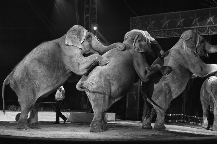Теперь цирки Нью-Йорка обязаны обходиться без номеров со зверями.